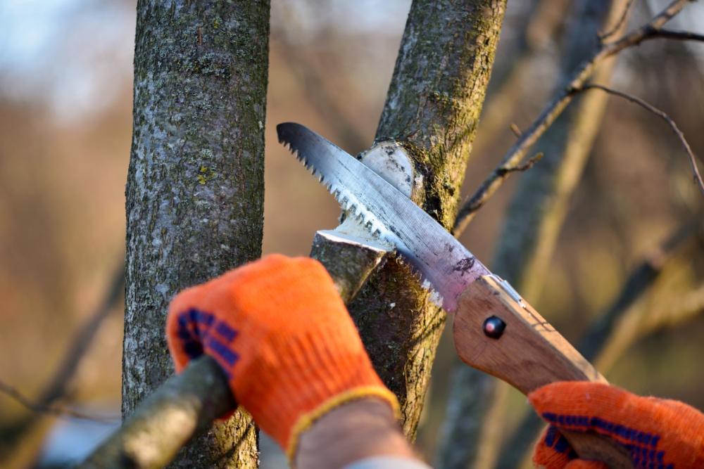 Soins aux arbres près de Landen